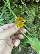 Calochortus purpureus (Kunth) Baker resmi