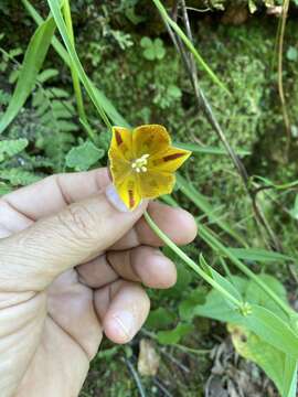 Image of Calochortus purpureus (Kunth) Baker