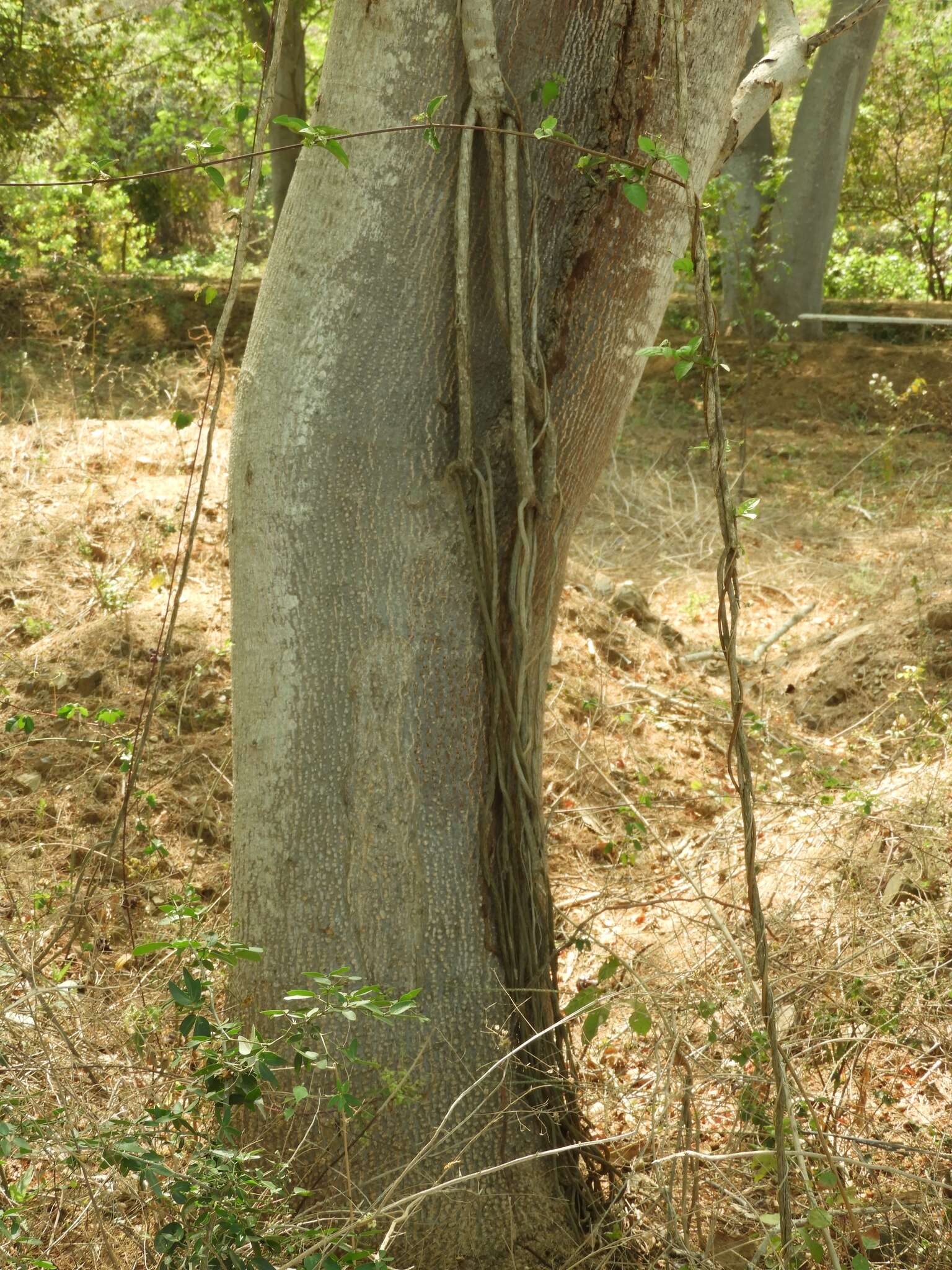 Image of grape ivy