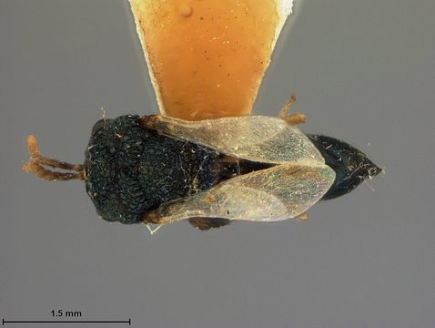 Image of <i>Pseudochalcura nigrocyanea</i> Ashmead 1904