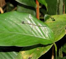 Ghilianella mirabilis McAtee & Malloch 1925 resmi