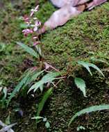 Image of Begonia ambodiforahensis