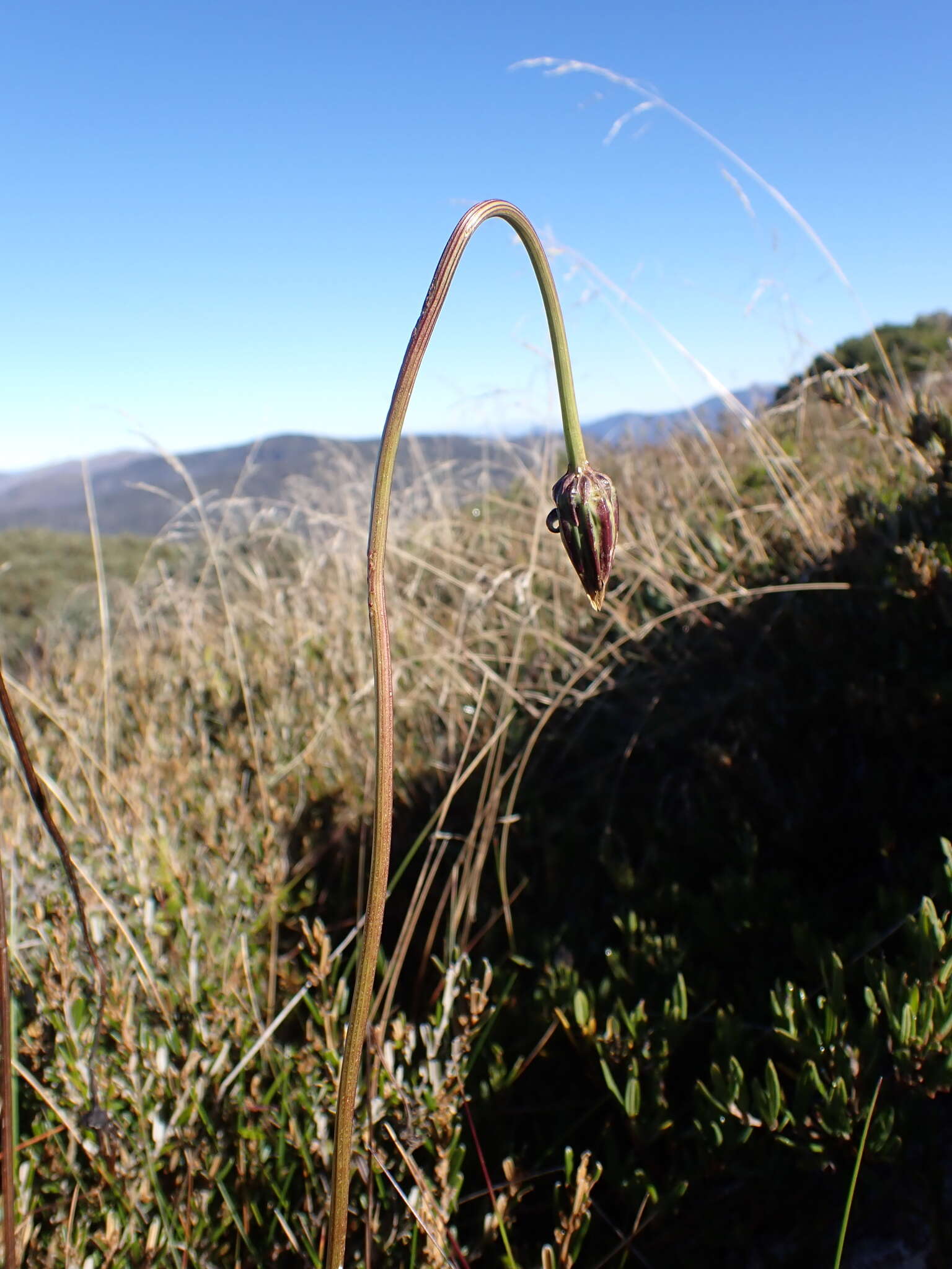 Image of Microseris lanceolata (Walp.) Sch. Bip.