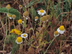 Anthemis arvensis subsp. incrassata (Loisel.) Nym. resmi