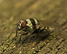 Image of Anthomyia medialis Colless 1982