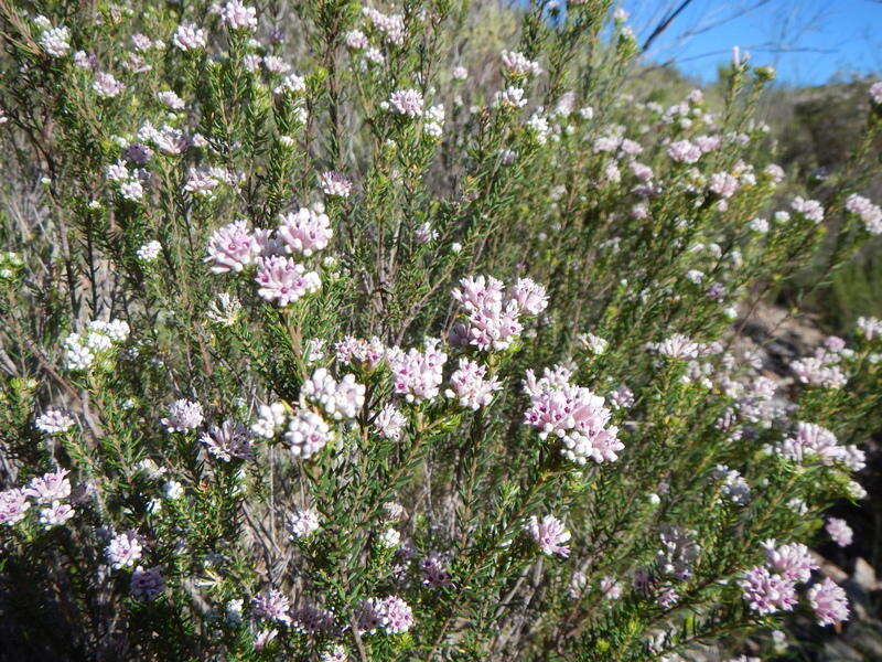 Image of Phylica lachneaeoides Pillans