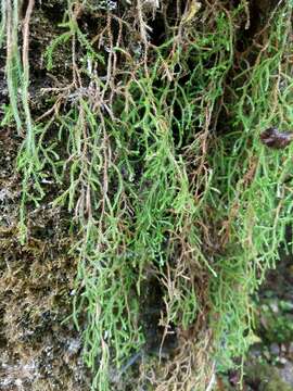 Image of Oregon spikemoss