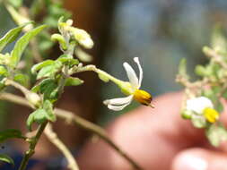 Image of Solanum sodiroi Bitter