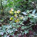 Image of Begonia fuscocaulis Brade