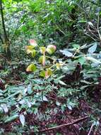 Image of Begonia fuscocaulis Brade