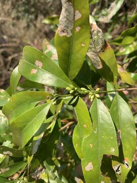 Plancia ëd Empogona lanceolata (Sond.) Tosh & Robbr.