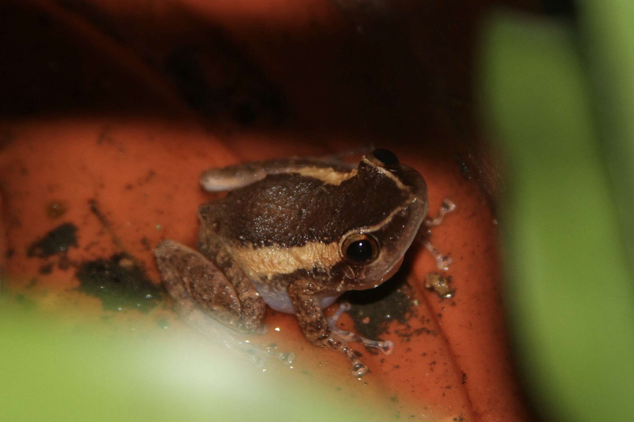 Imagem de Eleutherodactylus coqui Thomas 1966