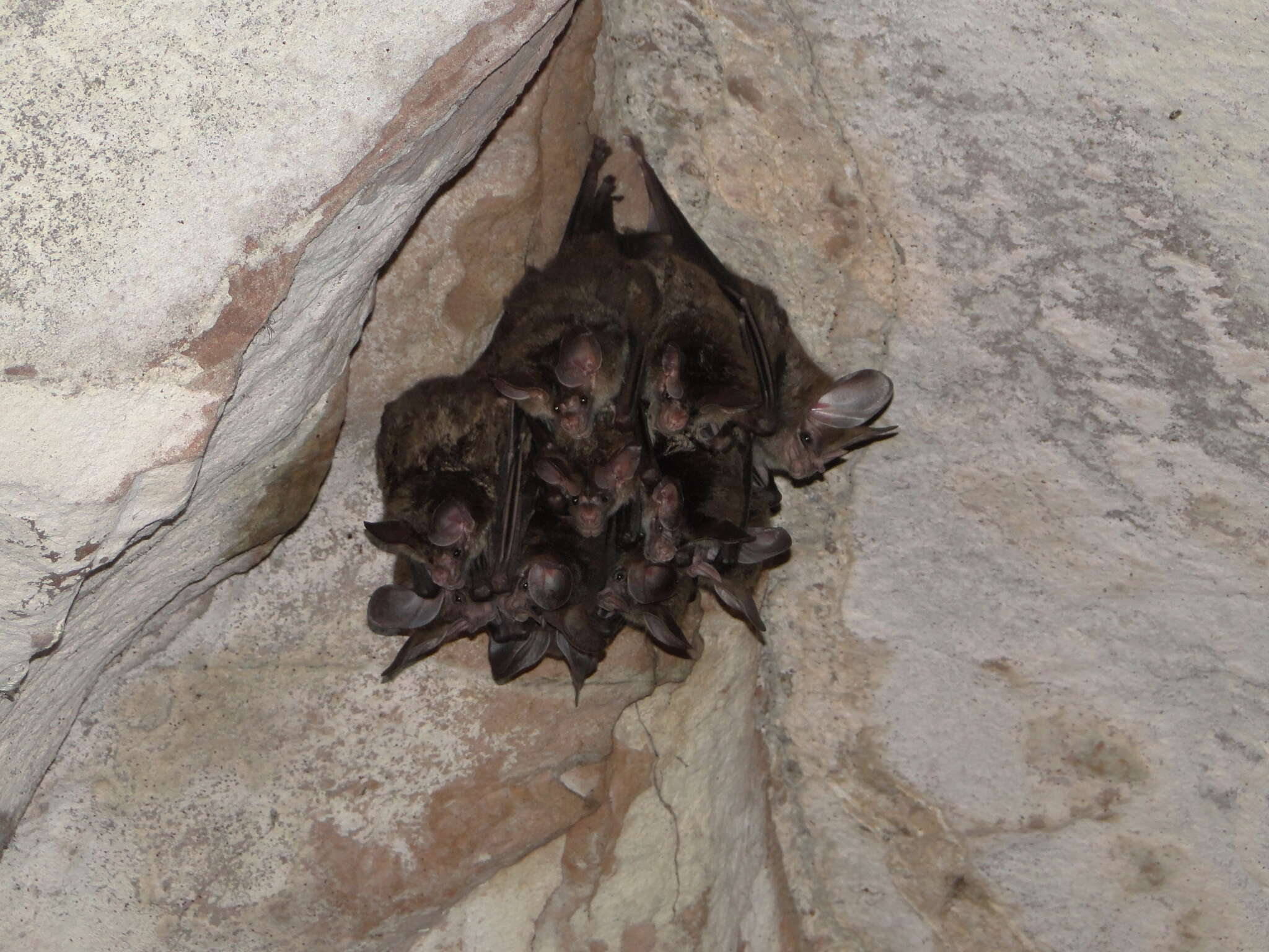 Image of big-eared woolly bat