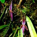 Image of Pleurothallis allenii L. O. Williams