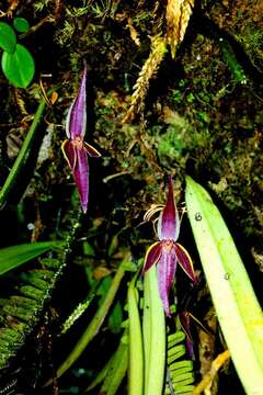 Image of Pleurothallis allenii L. O. Williams