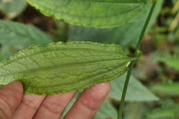 Image of Smilax riparia A. DC.