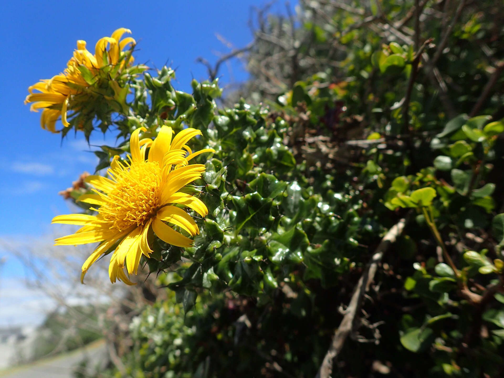 Image of Berkheya coriacea Harv.