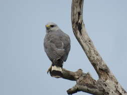 Image of Grey-lined Hawk