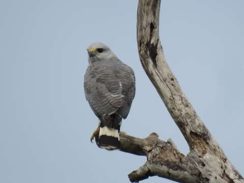 Image of Grey-lined Hawk