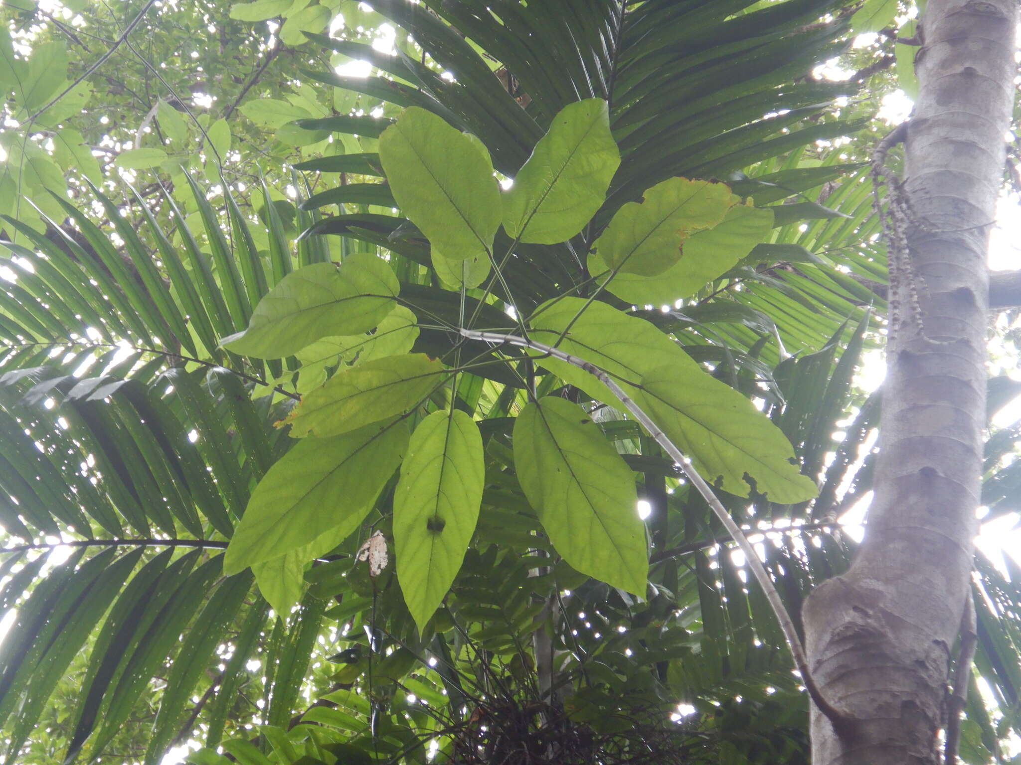 Слика од Ficus copiosa Steud.