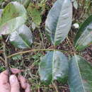 Image of Zanthoxylum quinduense Tul.