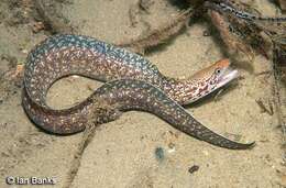 Image of Australian moray