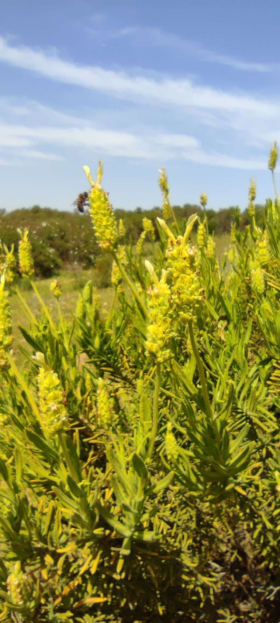 Image of Lavandula viridis L'Hér.