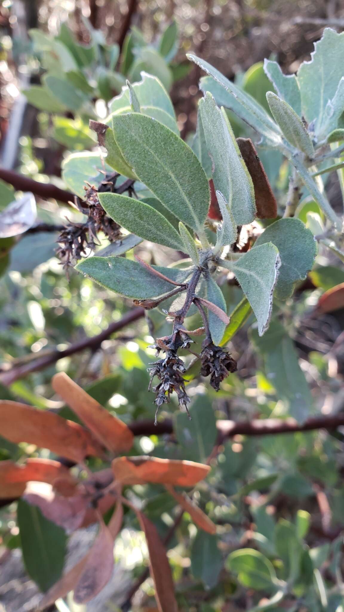 Imagem de Arctostaphylos glandulosa subsp. mollis (J. E. Adams) P. V. Wells