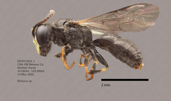 Image of Hylaeus mesillae (Cockerell 1896)