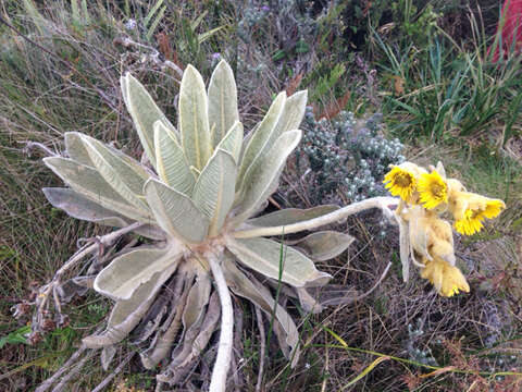 Image of Espeletia barclayana Cuatrec.