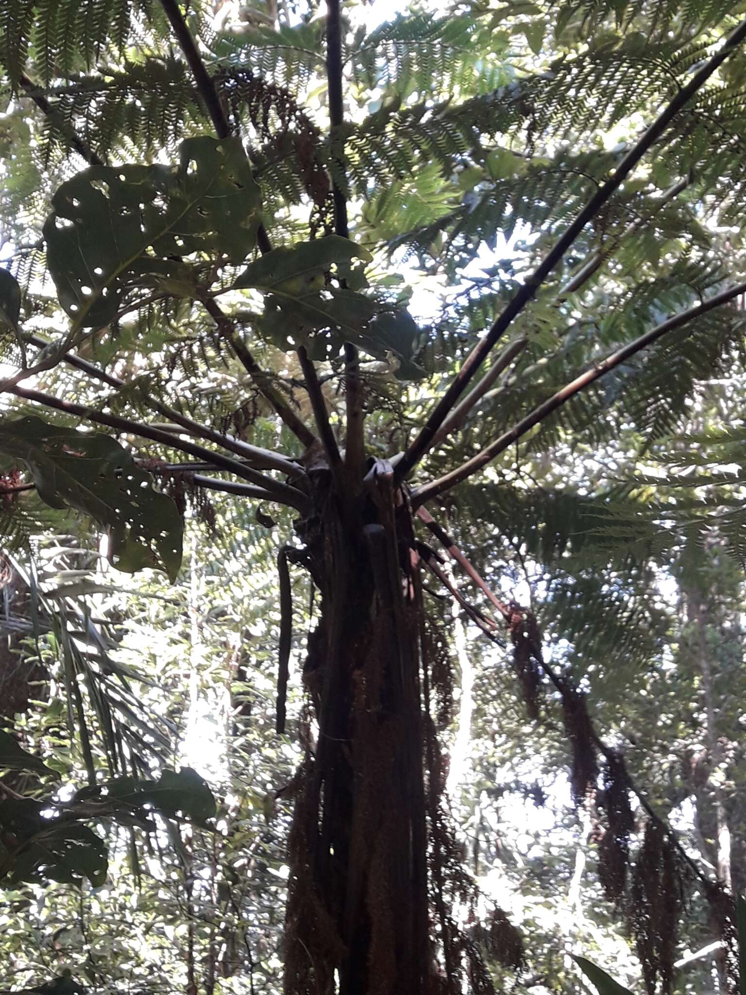 Image of Dicksonia munzingeri Noben & Lehnert