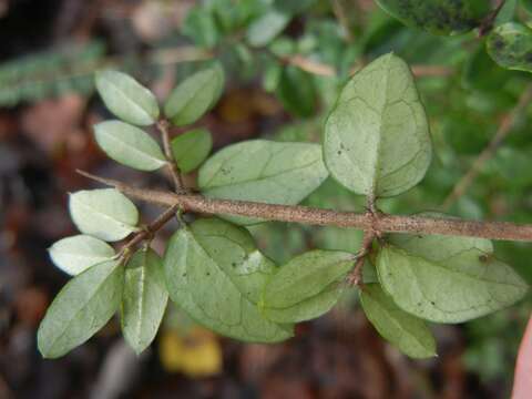 صورة Lonicera pileata var. yunnanensis (Franch.) Bernd Schulz