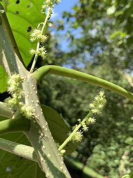 Image of Claoxylon indicum (Reinw. ex Blume) Hassk.