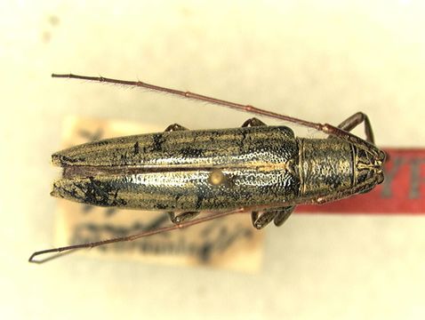 Image of <i>Anandra bilineaticeps</i> Pic 1939