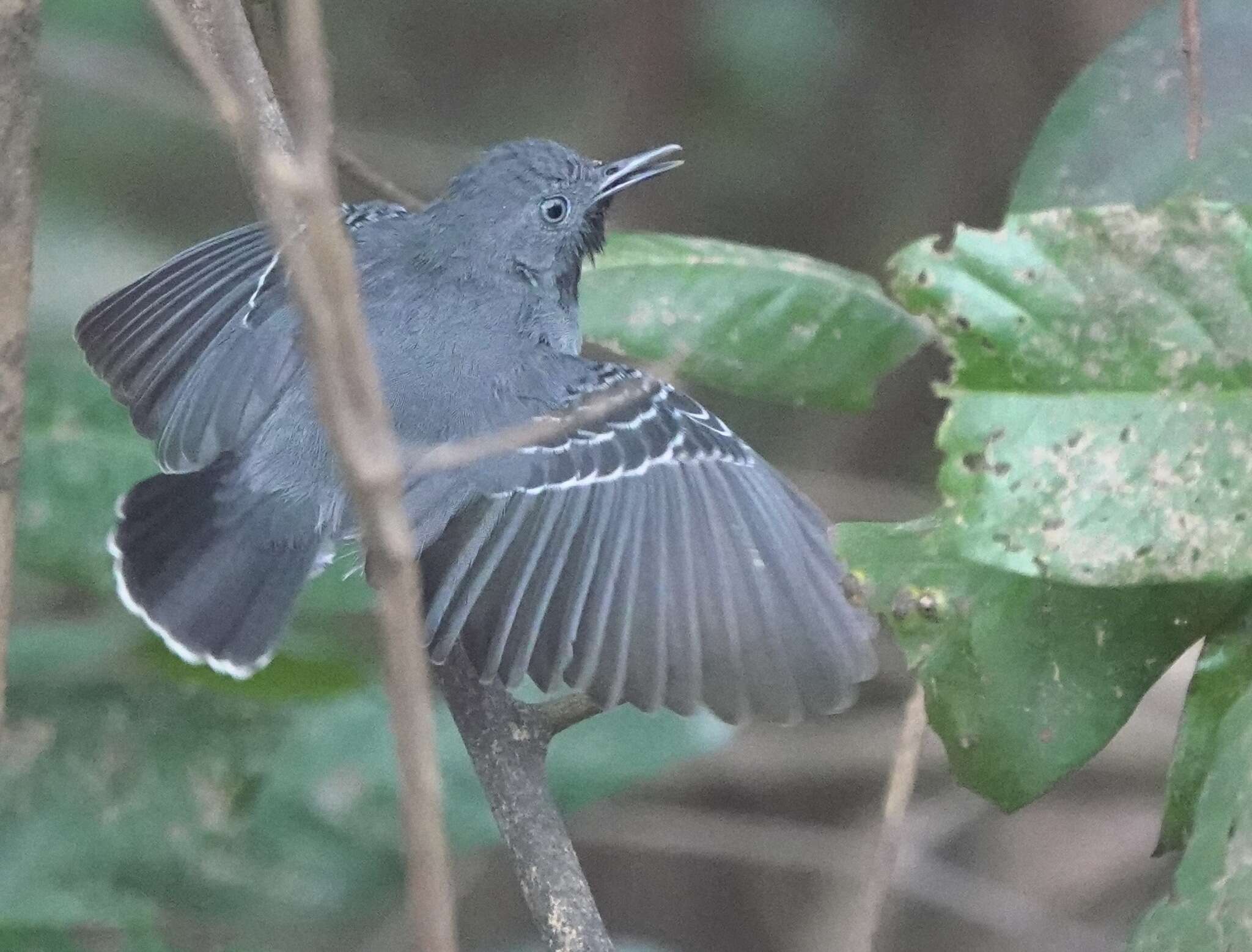 Image of Black-chined antbird