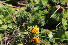 Image of Pultenaea stricta Sims