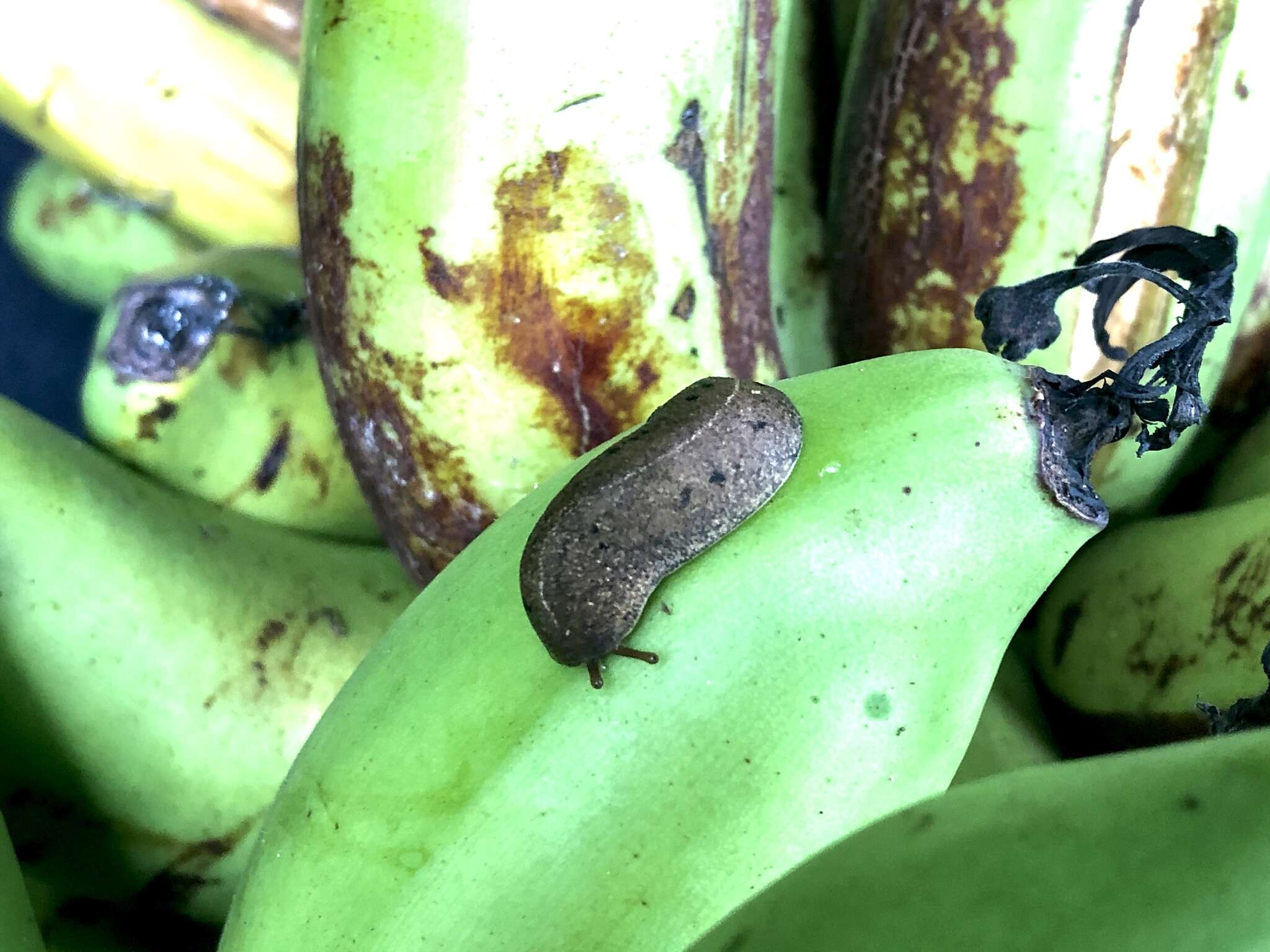 Image of Cuban slug