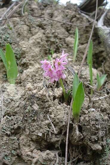 Слика од Ledebouria cooperi (Hook. fil.) Jessop