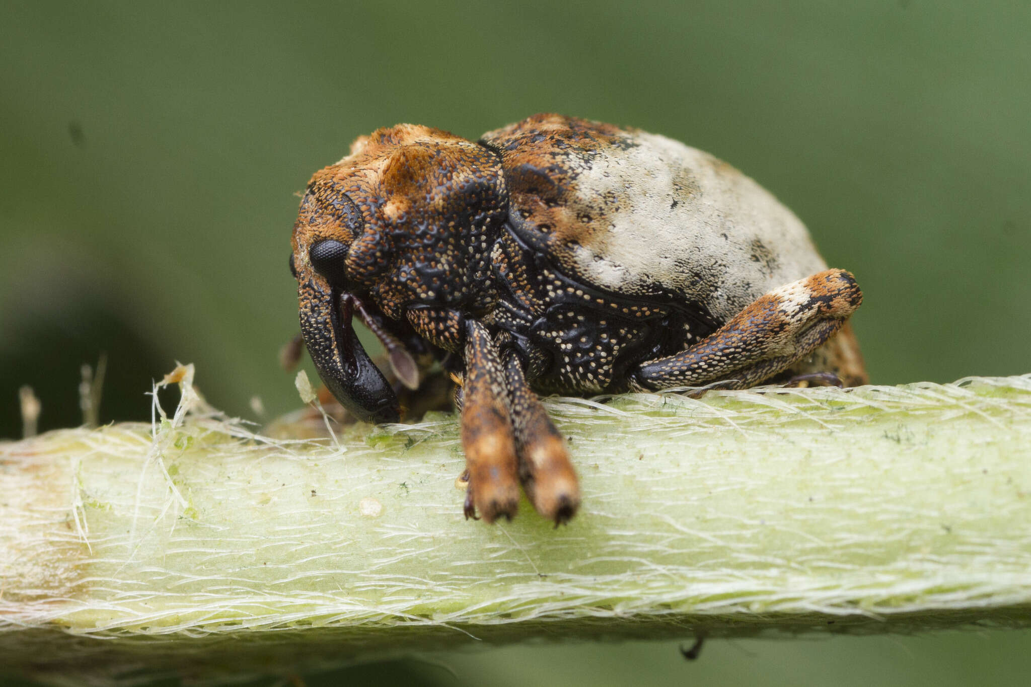 Imagem de Cryptorrhynchus melastomae Champion 1906