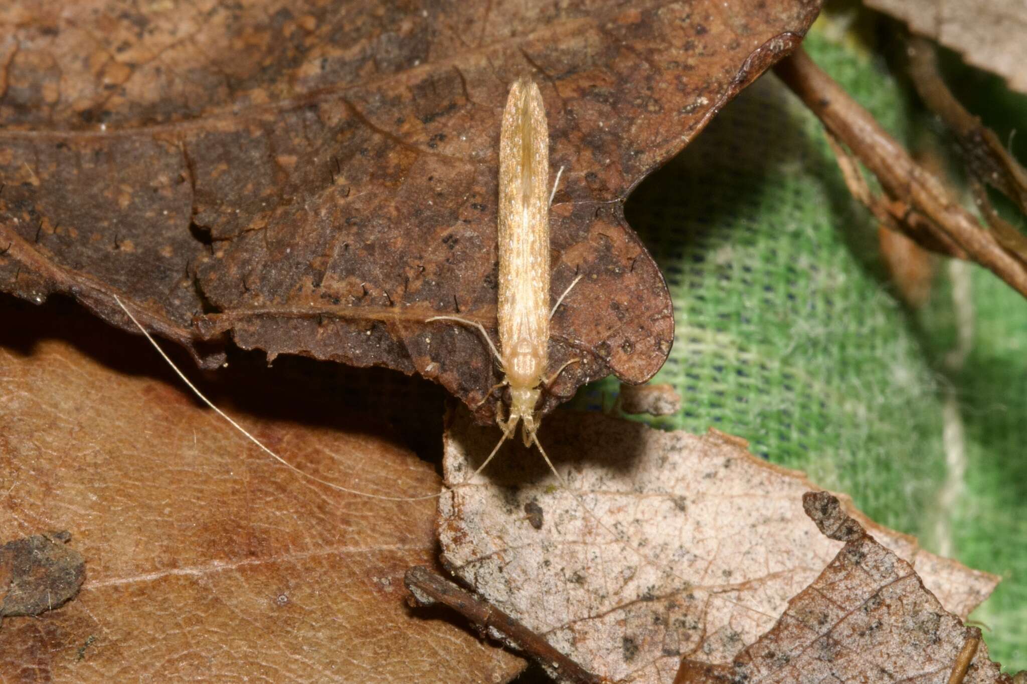 Imagem de Leptocerus tineiformis Curtis 1834