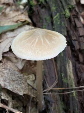 Imagem de Entoloma strictius (Peck) Sacc. 1887