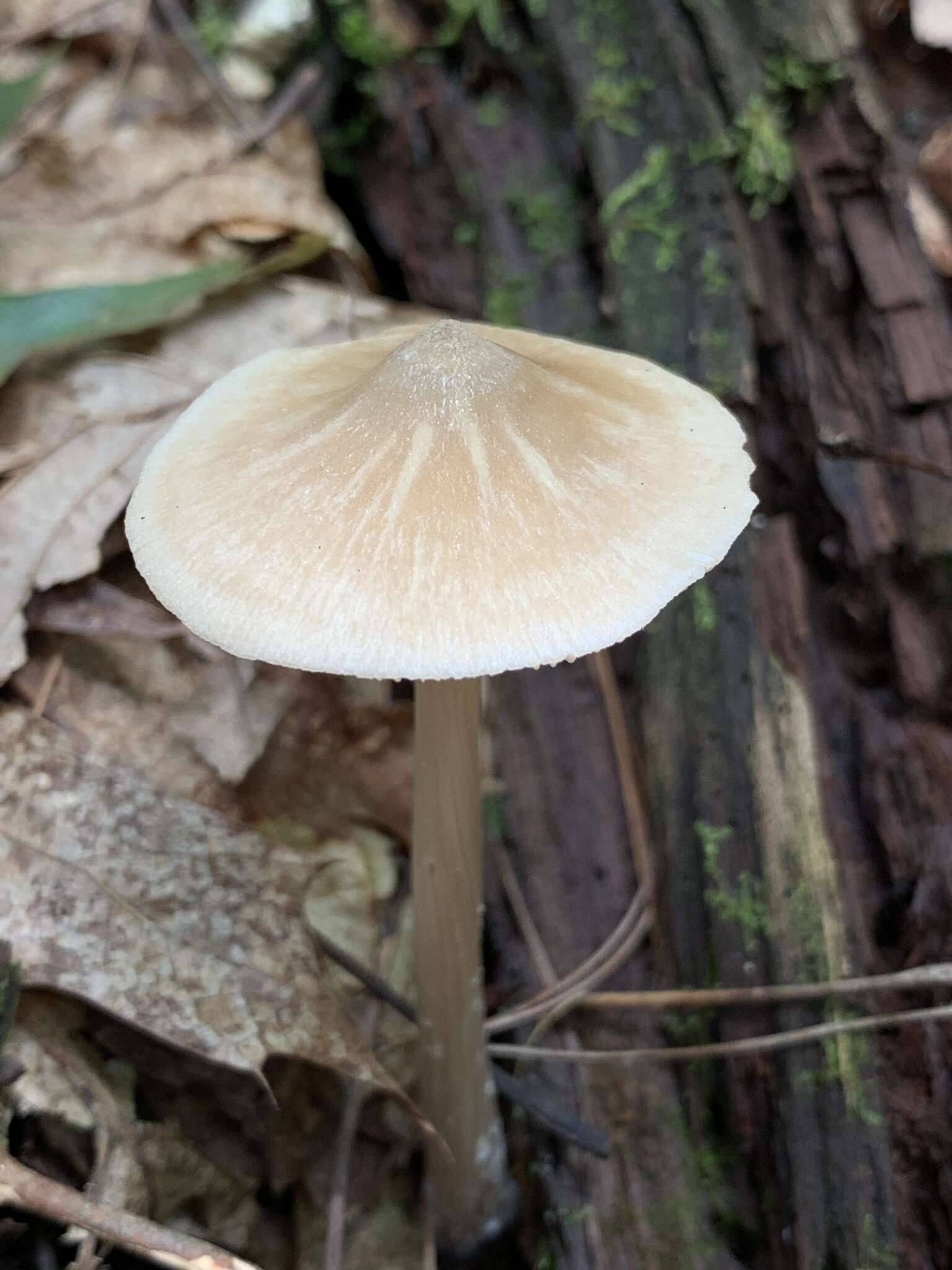 Imagem de Entoloma strictius (Peck) Sacc. 1887