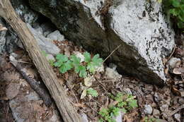 Image de Heracleum ligusticifolium Bieb.