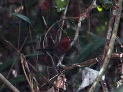 Image of Ruddy Spinetail