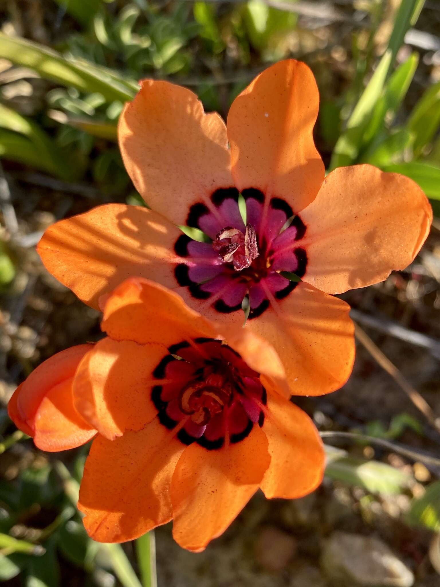 Image of Cape buttercup