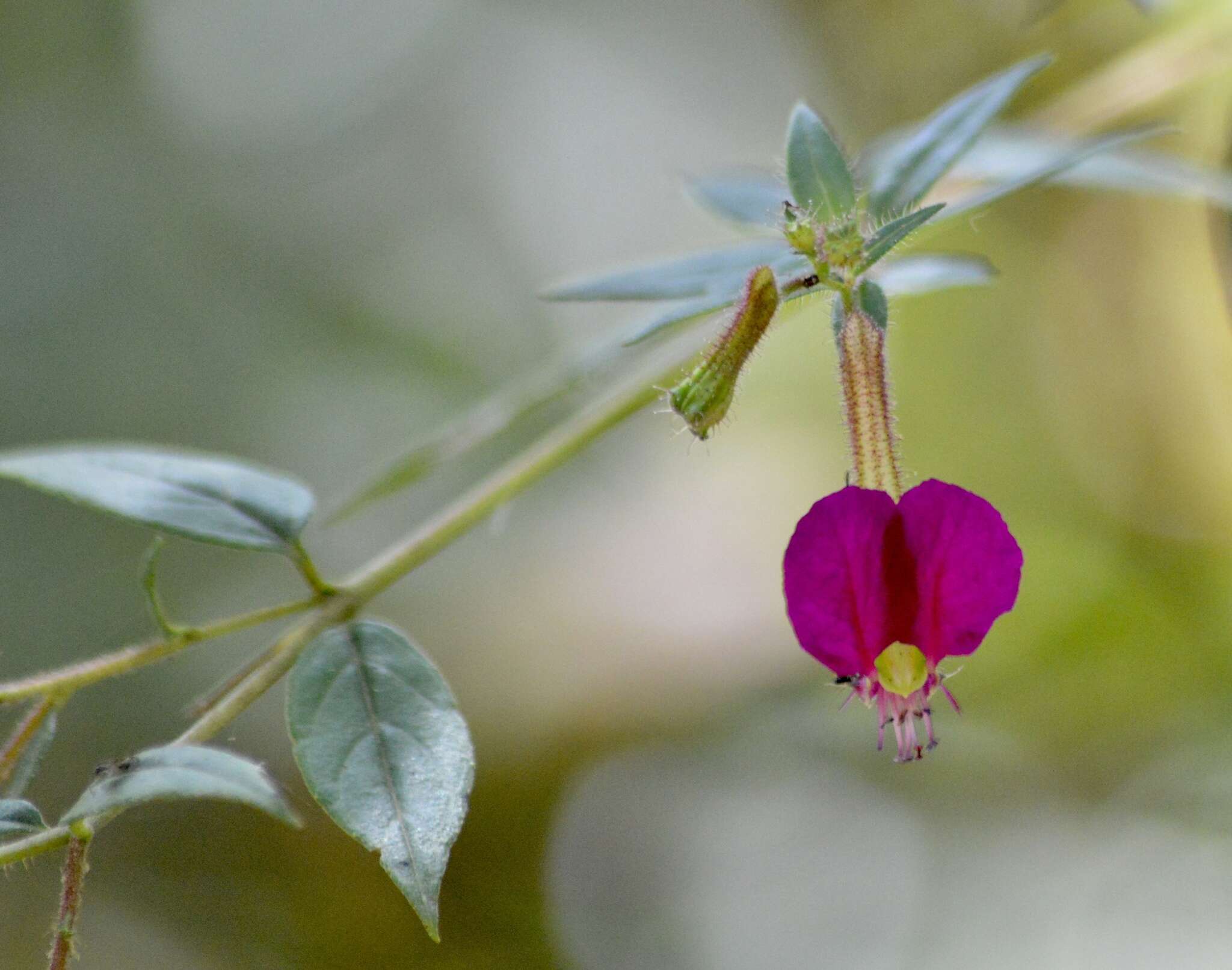 Image of Cuphea cordata Ruiz & Pav.