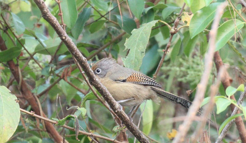 Image of Spectacled Barwing