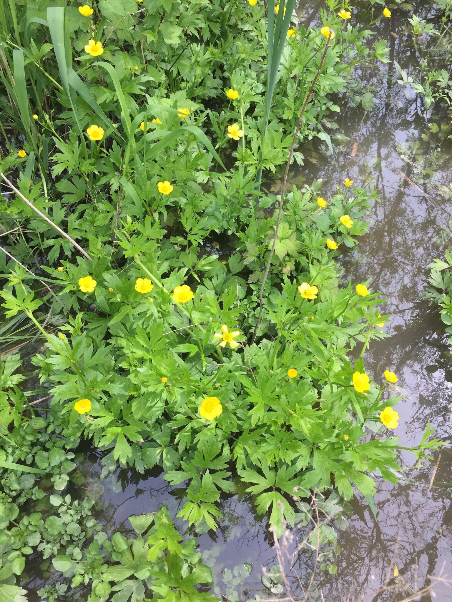 Ranunculus hispidus var. caricetorum (Greene) T. Duncan的圖片