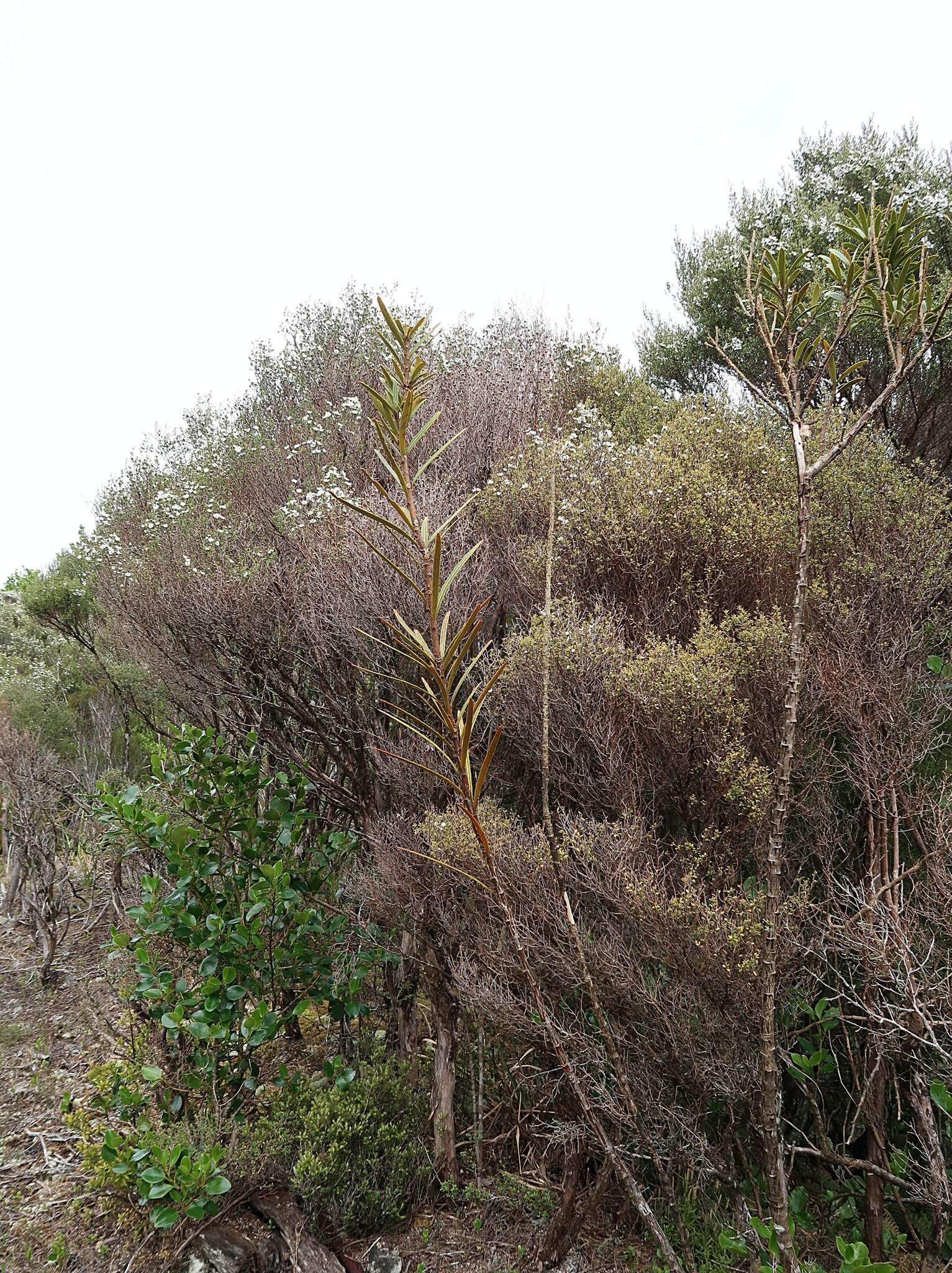 Imagem de Pseudopanax linearis (Hook. fil.) K. Koch