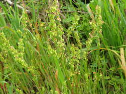 Слика од Rumex cordatus Desf.